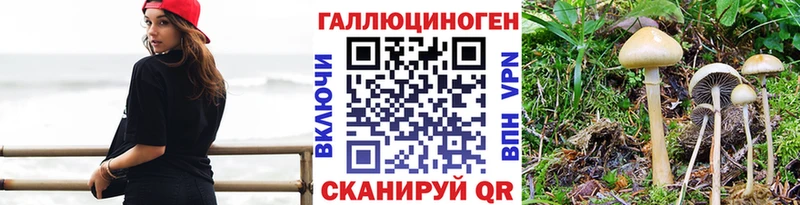 Галлюциногенные грибы Psilocybe  Кола 